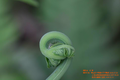 栗蕨-幼葉.png