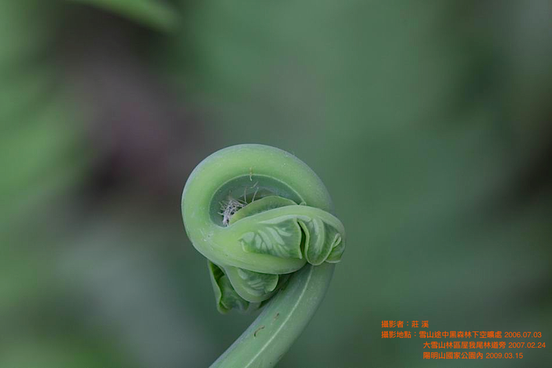 檔案:栗蕨-幼葉.png