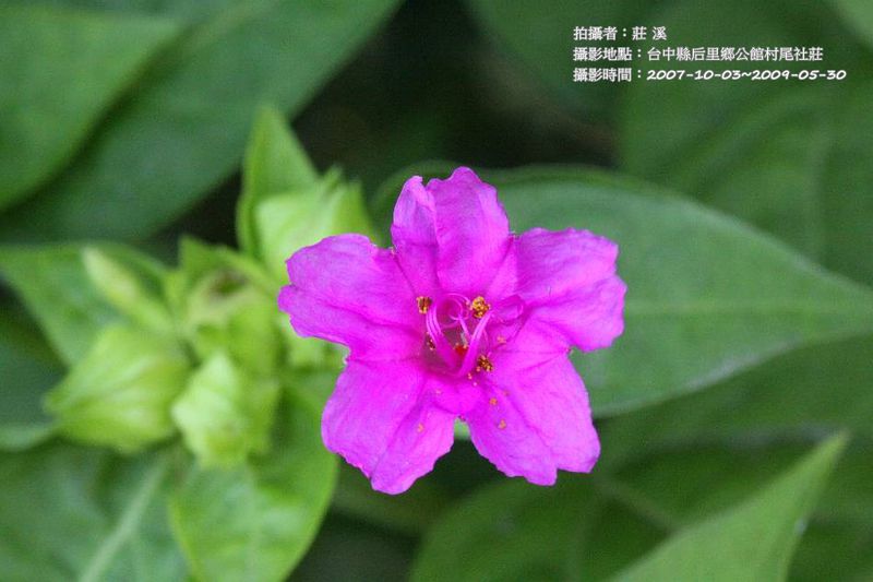 檔案:紫茉莉-花.jpg